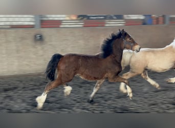 Welsh D (Cob), Stallion, 2 years, 14.2 hh, Brown
