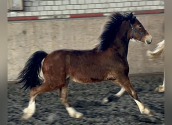 Welsh D (Cob), Stallion, 2 years, 14.2 hh, Brown