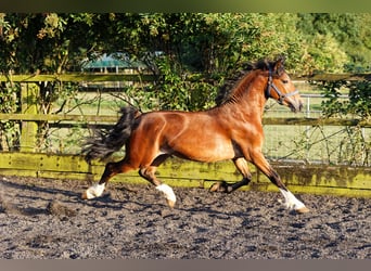 Welsh D (Cob), Stallion, 2 years, 14,2 hh, Brown