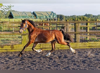 Welsh D (Cob), Stallion, 2 years, 14,2 hh, Brown