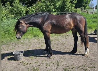 Welsh D (Cob), Stallion, 2 years, 14,2 hh