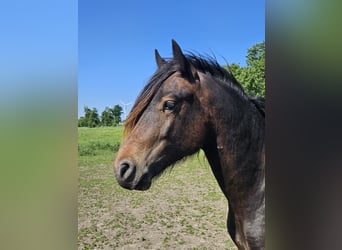 Welsh D (Cob), Stallion, 2 years, 14,2 hh