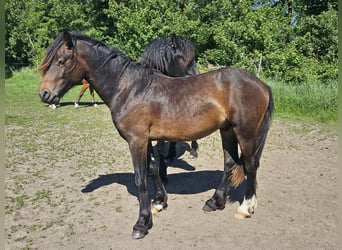 Welsh D (Cob), Stallion, 2 years, 14,2 hh