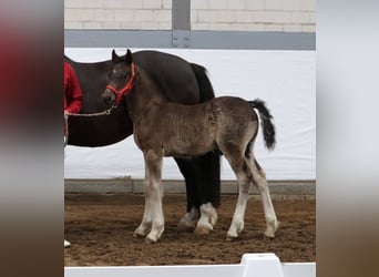 Welsh D (Cob), Stallion, 2 years