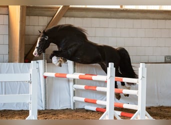 Welsh D (Cob), Stallion, 3 years, 14.1 hh, Bay-Dark