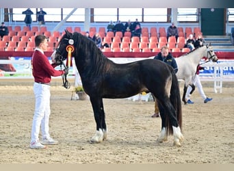 Welsh D (Cob), Stallion, 3 years, 14.1 hh, Bay-Dark