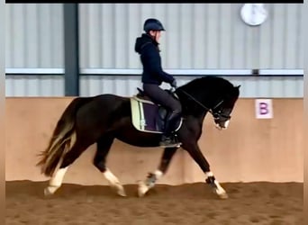 Welsh D (Cob), Stallion, 3 years, 14.1 hh, Black