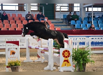 Welsh D (Cob), Stallion, 4 years, 14,1 hh, Bay-Dark