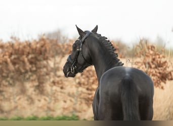 Welsh D (Cob), Stallion, 4 years, 14.1 hh, Black