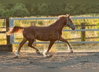 Welsh D (Cob), Stallion, 4 years, 14,2 hh, Chestnut-Red