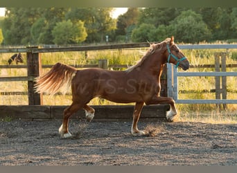 Welsh D (Cob), Stallion, 4 years, 14,2 hh, Chestnut-Red