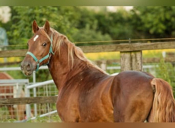 Welsh D (Cob), Stallion, 4 years, 14,2 hh, Chestnut-Red