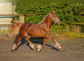 Welsh D (Cob), Stallion, 4 years, 14,2 hh, Chestnut-Red