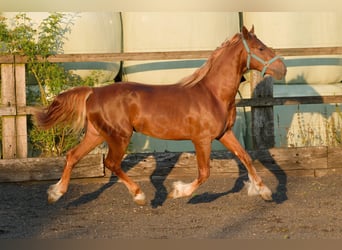 Welsh D (Cob), Stallion, 4 years, 14,2 hh, Chestnut-Red