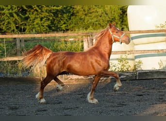 Welsh D (Cob), Stallion, 4 years, 14,2 hh, Chestnut-Red