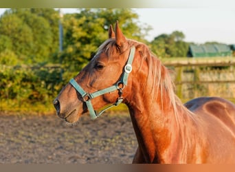 Welsh D (Cob), Stallion, 4 years, 14,2 hh, Chestnut-Red