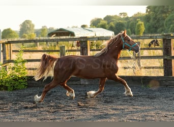 Welsh D (Cob), Stallion, 4 years, 14,2 hh, Chestnut-Red