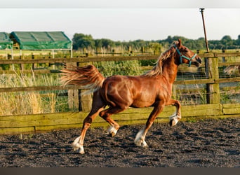 Welsh D (Cob), Stallion, 4 years, 14,2 hh, Chestnut-Red