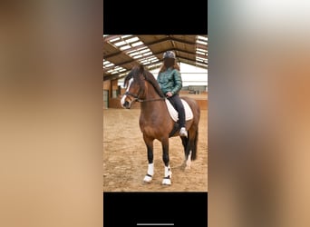 Welsh D (Cob), Stallion, 4 years, 14 hh, Brown