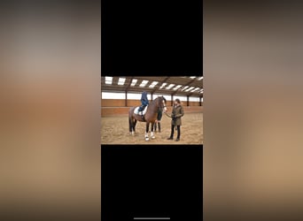 Welsh D (Cob), Stallion, 4 years, 14 hh, Brown