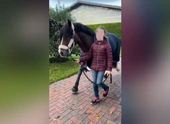 Welsh D (Cob), Stallion, 4 years, 14 hh, Brown