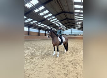 Welsh D (Cob), Stallion, 4 years, 14 hh, Brown