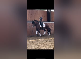 Welsh D (Cob), Stallion, 4 years, 14 hh, Brown