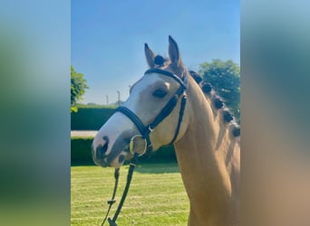 Welsh D (Cob) Mix, Stallion, 6 years, 13,3 hh, Pearl