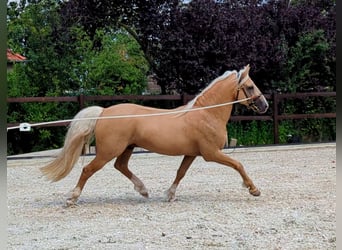 Welsh D (Cob), Stallion, 8 years, 14.2 hh, Palomino