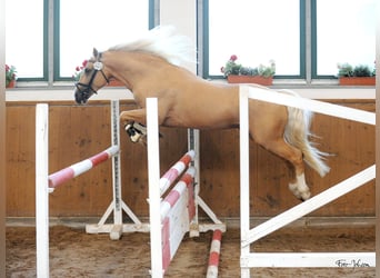 Welsh D (Cob), Stallion, 8 years, 14.2 hh, Palomino