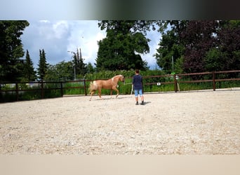 Welsh D (Cob), Stallion, 8 years, 14.2 hh, Palomino