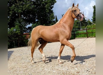 Welsh D (Cob), Stallion, 8 years, 14.2 hh, Palomino