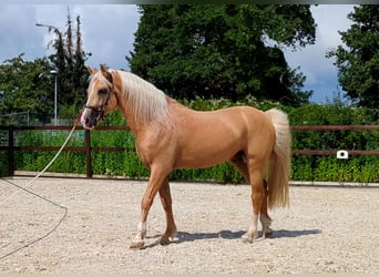 Welsh D (Cob), Stallion, 8 years, 14.2 hh, Palomino