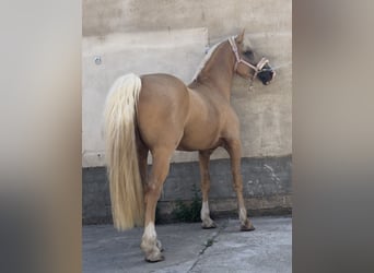 Welsh D (Cob), Stallion, 8 years, 14.2 hh, Palomino