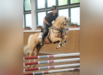 Welsh D (Cob), Stallion, 8 years, 14.2 hh, Palomino