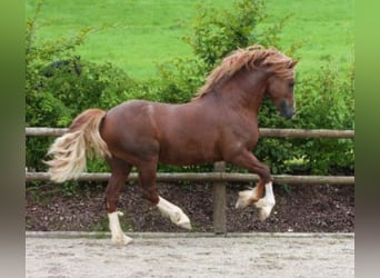 Welsh D (Cob), Stallion, 22 years, 14.2 hh, Chestnut-Red
