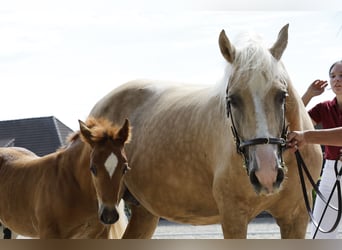 Welsh D (Cob), Stallion, Foal (05/2024), 14.2 hh, Chestnut