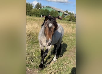 Welsh D (Cob), Stallion, 5 years, 14,2 hh, Roan-Bay