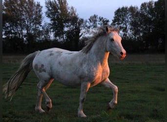 Welsh D (Cob) Blandning, Sto, 11 år, 143 cm, Perlino