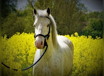 Welsh D (Cob) Blandning, Sto, 11 år, 143 cm, Perlino