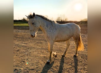 Welsh D (Cob) Blandning, Sto, 11 år, 143 cm, Perlino