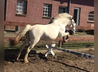 Welsh D (Cob) Blandning, Sto, 11 år, 143 cm, Perlino