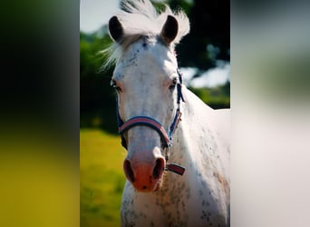 Welsh D (Cob) Blandning, Sto, 11 år, 143 cm, Perlino