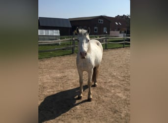 Welsh D (Cob) Blandning, Sto, 11 år, 143 cm, Perlino