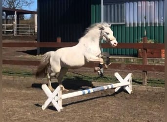 Welsh D (Cob) Blandning, Sto, 11 år, 143 cm, Perlino