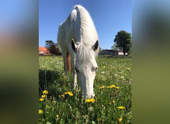 Welsh D (Cob) Blandning, Sto, 11 år, 143 cm, Perlino