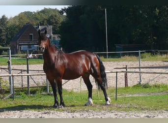 Welsh D (Cob), Sto, 5 år, Brun