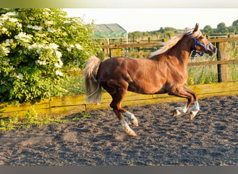 Welsh D (Cob), Sto, 6 år, 148 cm, fux