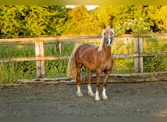 Welsh D (Cob), Sto, 6 år, 148 cm, fux