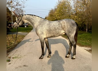 Welsh D (Cob), Sto, 6 år, 150 cm, Svart